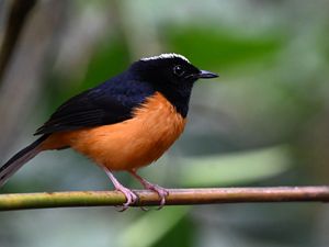 Preview wallpaper bird, branch, feathers, small, blur