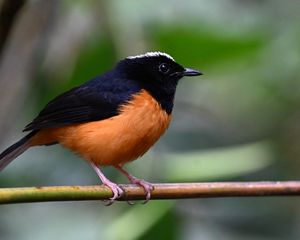 Preview wallpaper bird, branch, feathers, small, blur