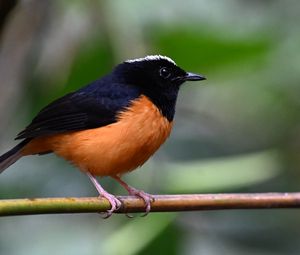 Preview wallpaper bird, branch, feathers, small, blur