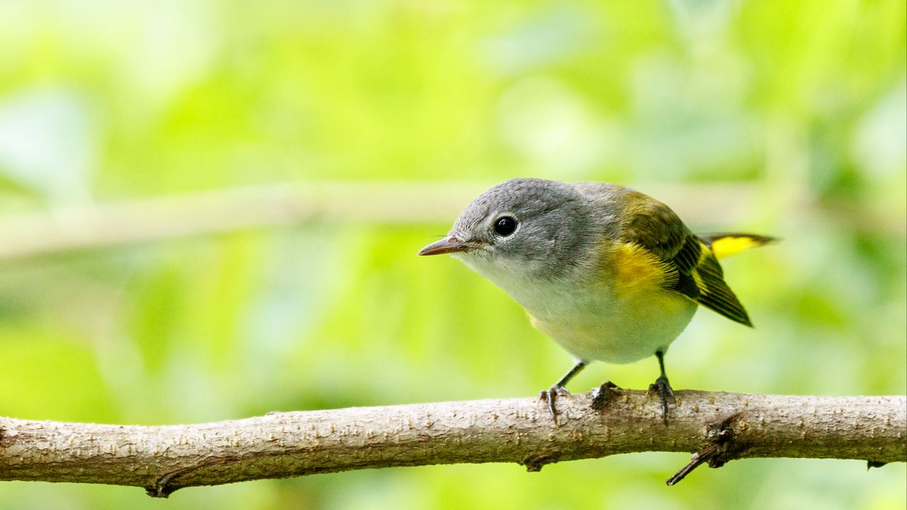 Wallpaper bird, branch, feathers, forest, nature