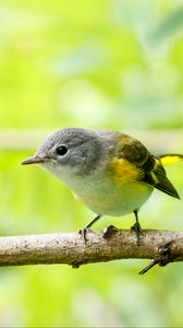 Preview wallpaper bird, branch, feathers, forest, nature