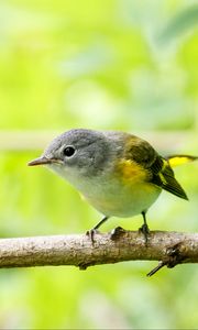 Preview wallpaper bird, branch, feathers, forest, nature