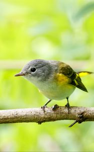 Preview wallpaper bird, branch, feathers, forest, nature