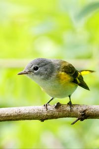 Preview wallpaper bird, branch, feathers, forest, nature