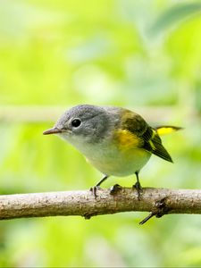 Preview wallpaper bird, branch, feathers, forest, nature