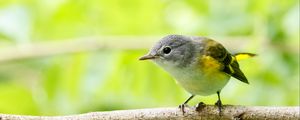 Preview wallpaper bird, branch, feathers, forest, nature