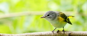 Preview wallpaper bird, branch, feathers, forest, nature