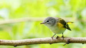Preview wallpaper bird, branch, feathers, forest, nature