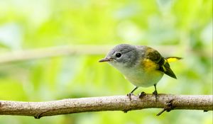 Preview wallpaper bird, branch, feathers, forest, nature