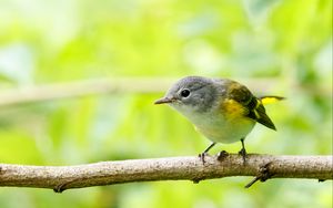 Preview wallpaper bird, branch, feathers, forest, nature