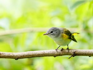 Preview wallpaper bird, branch, feathers, forest, nature