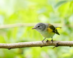 Preview wallpaper bird, branch, feathers, forest, nature