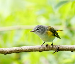 Preview wallpaper bird, branch, feathers, forest, nature
