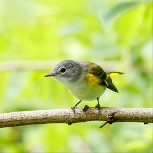 Preview wallpaper bird, branch, feathers, forest, nature