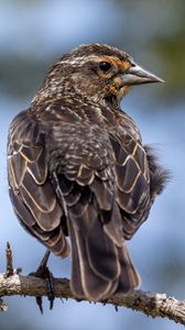 Preview wallpaper bird, branch, feathers, nature, macro