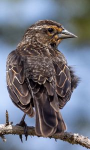 Preview wallpaper bird, branch, feathers, nature, macro
