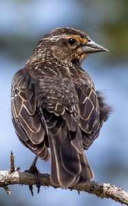 Preview wallpaper bird, branch, feathers, nature, macro