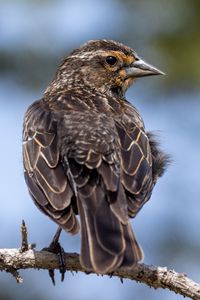 Preview wallpaper bird, branch, feathers, nature, macro