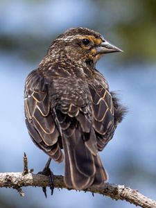 Preview wallpaper bird, branch, feathers, nature, macro