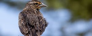 Preview wallpaper bird, branch, feathers, nature, macro