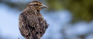 Preview wallpaper bird, branch, feathers, nature, macro