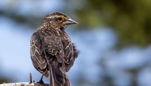 Preview wallpaper bird, branch, feathers, nature, macro