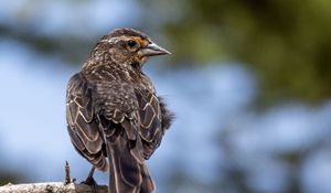 Preview wallpaper bird, branch, feathers, nature, macro