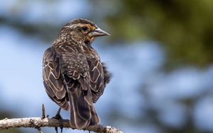 Preview wallpaper bird, branch, feathers, nature, macro