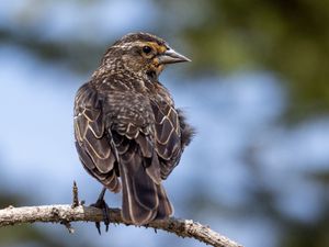 Preview wallpaper bird, branch, feathers, nature, macro
