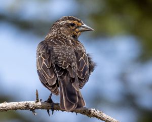 Preview wallpaper bird, branch, feathers, nature, macro