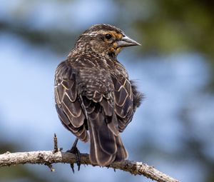 Preview wallpaper bird, branch, feathers, nature, macro