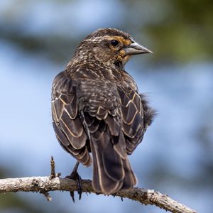 Preview wallpaper bird, branch, feathers, nature, macro
