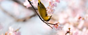 Preview wallpaper bird, branch, flower, bloom