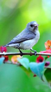 Preview wallpaper bird, branch, flowers, blur