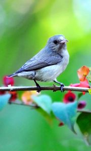 Preview wallpaper bird, branch, flowers, blur