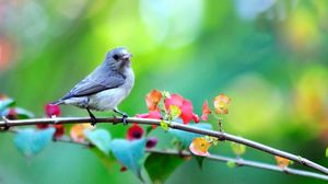 Preview wallpaper bird, branch, flowers, blur