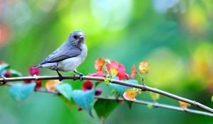 Preview wallpaper bird, branch, flowers, blur