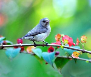 Preview wallpaper bird, branch, flowers, blur