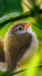 Preview wallpaper bird, branch, grass, leaves