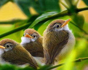 Preview wallpaper bird, branch, grass, leaves