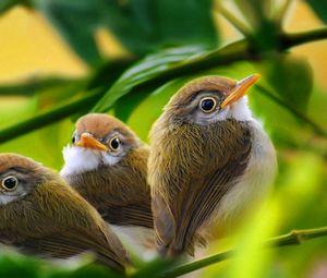 Preview wallpaper bird, branch, grass, leaves