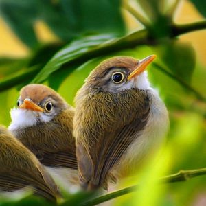 Preview wallpaper bird, branch, grass, leaves