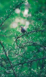 Preview wallpaper bird, branch, leaves, blur, bokeh