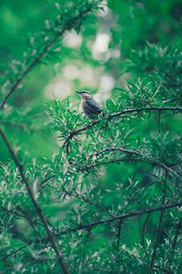 Preview wallpaper bird, branch, leaves, blur, bokeh