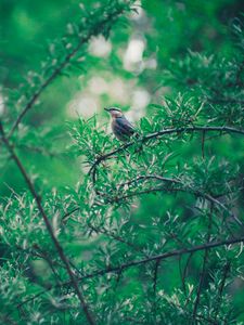 Preview wallpaper bird, branch, leaves, blur, bokeh