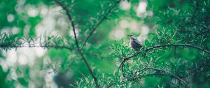 Preview wallpaper bird, branch, leaves, blur, bokeh