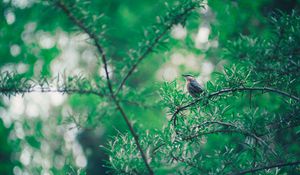 Preview wallpaper bird, branch, leaves, blur, bokeh