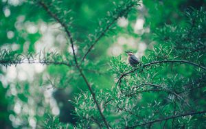 Preview wallpaper bird, branch, leaves, blur, bokeh