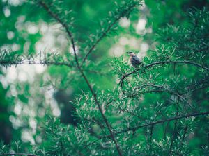 Preview wallpaper bird, branch, leaves, blur, bokeh