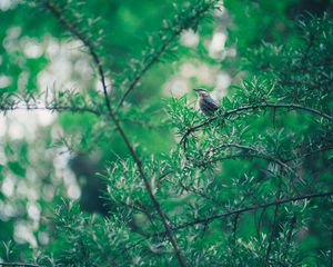 Preview wallpaper bird, branch, leaves, blur, bokeh